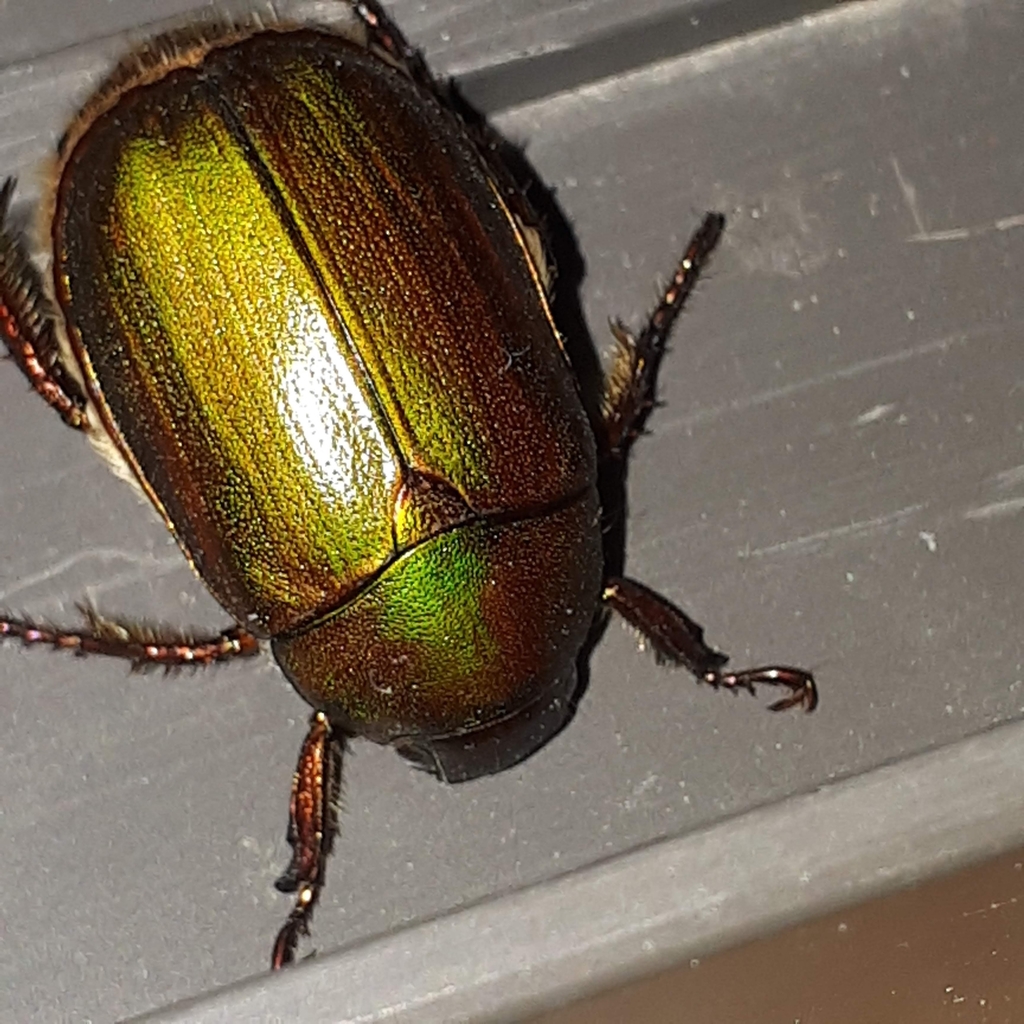 Green Chafer from 125-0033, Япония on July 11, 2019 at 09:40 PM by ...