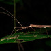Ignacia atrophica - Photo (c) Projeto Mantis, todos los derechos reservados, subido por Projeto Mantis