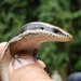 Dominica Skink - Photo (c) Karl Questel, all rights reserved, uploaded by Karl Questel