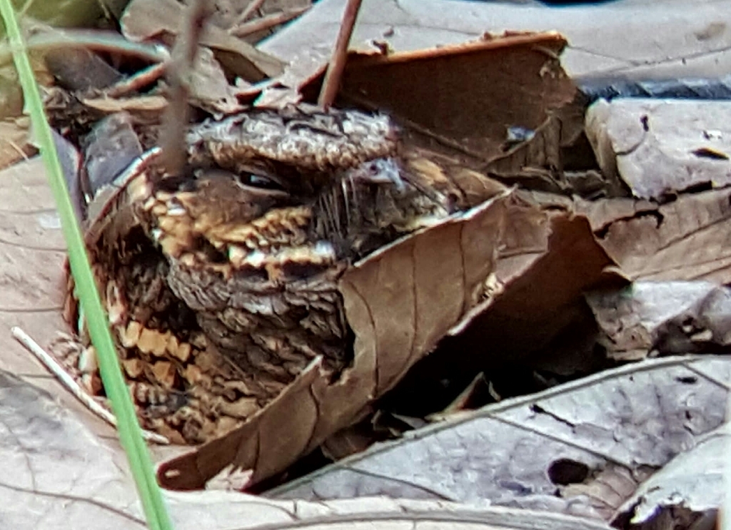 Sulawesi Nightjar photo