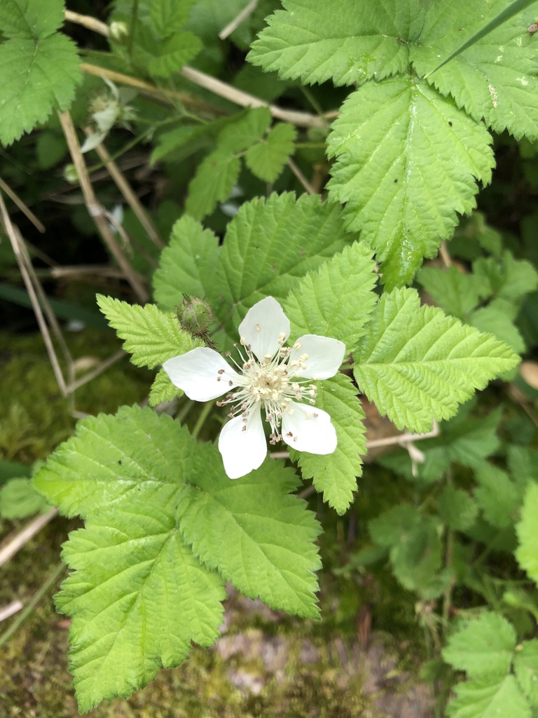 Rubus Ursinus