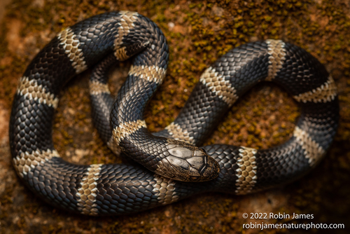 East African Garter Snake