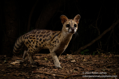 Rusty-spotted Genet