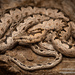 Kenyan Bark Snake - Photo (c) Robin James, all rights reserved, uploaded by Robin James