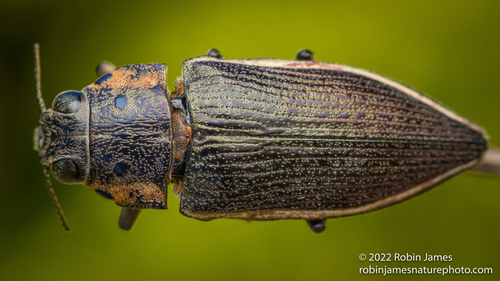 Lampetis lethalis · iNaturalist