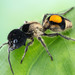Hoplocrates cephalotes - Photo (c) c_hutton, all rights reserved, uploaded by c_hutton