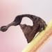 Cladonota guimaraesi - Photo (c) c_hutton, todos los derechos reservados, subido por c_hutton