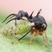 Ant-mimicking Treehopper - Photo (c) c_hutton, all rights reserved, uploaded by c_hutton