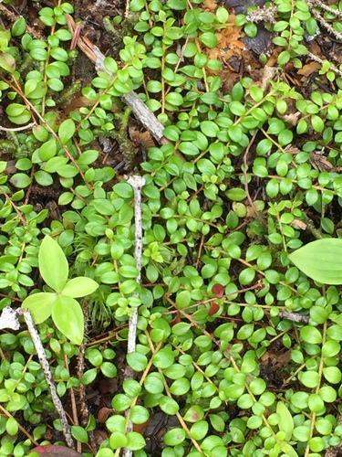 creeping snowberry