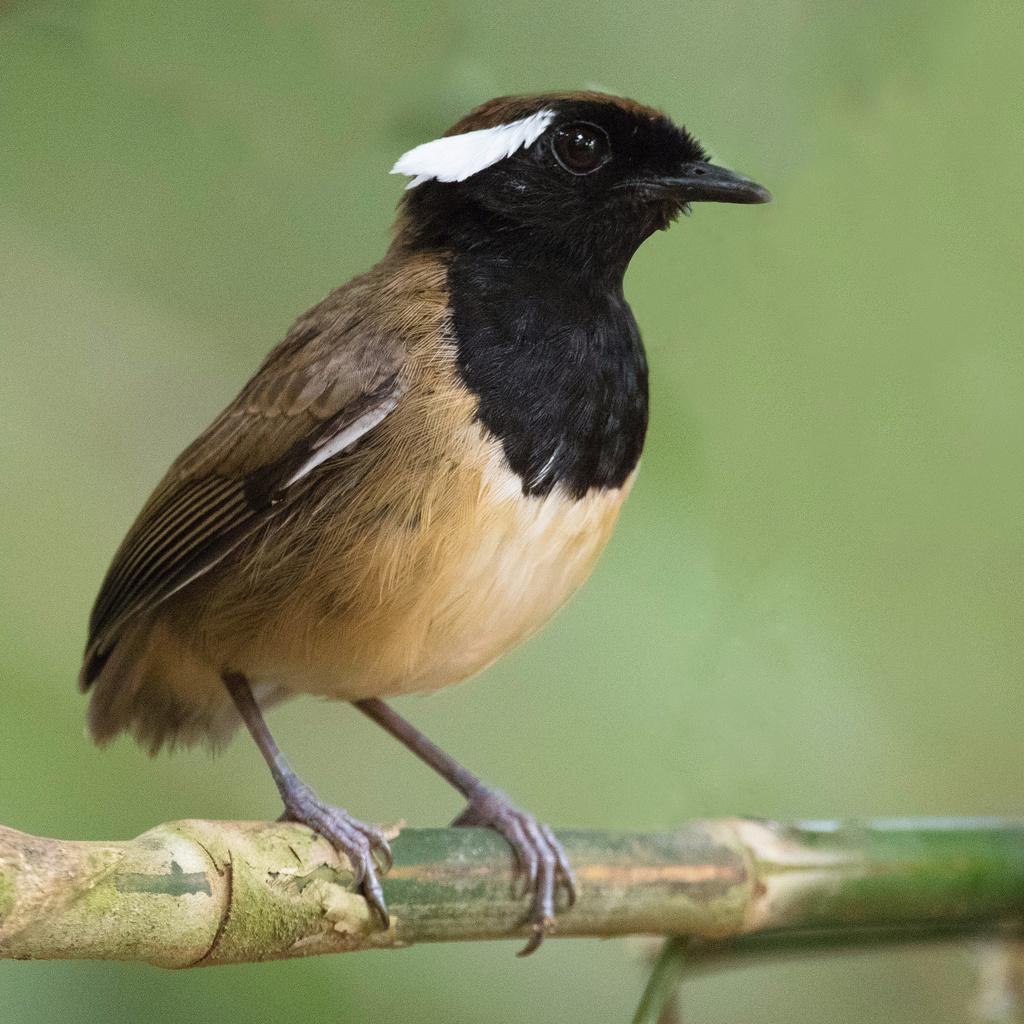 Black-breasted Gnateater photo
