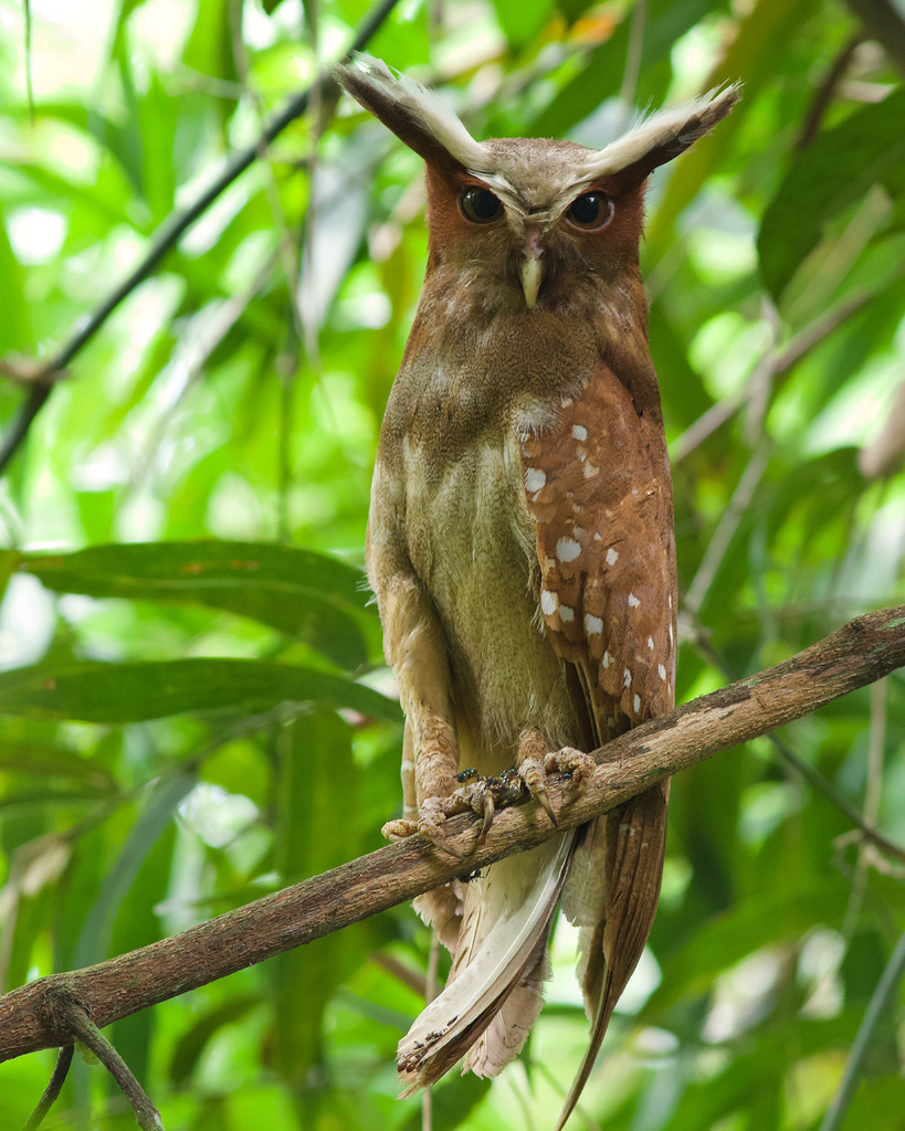 Crested Owl photo