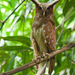 Crested Owl - Photo (c) Luiz Fernando Matos, all rights reserved, uploaded by Luiz Fernando Matos