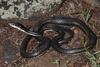 Central Texas Whipsnake - Photo (c) Toby Hibbitts, all rights reserved