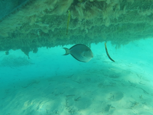 Sohal Surgeonfish — seen at this dive site