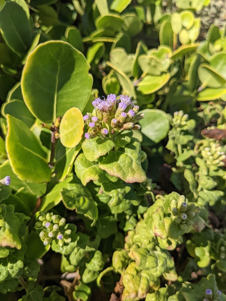 Chromolaena corymbosa (Chromolaena corymbosa)
