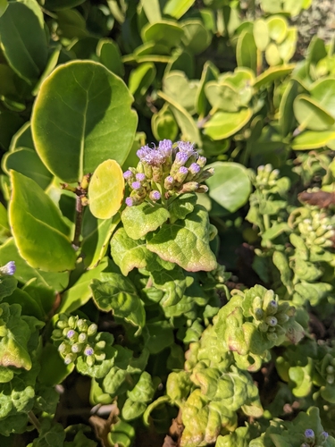Chromolaena corymbosa