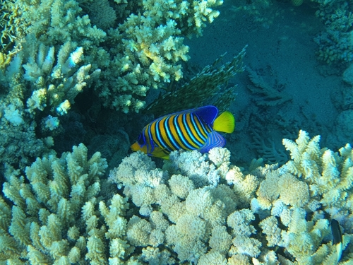 Regal Angelfish — seen at this dive site