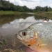 Sharp-snouted Piranha - Photo (c) Victor Ângelo, all rights reserved, uploaded by Victor Ângelo