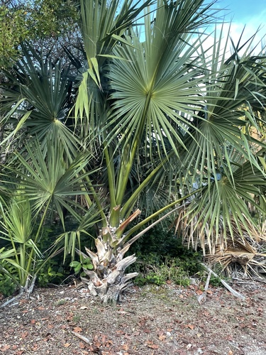 Thatch Palmetto