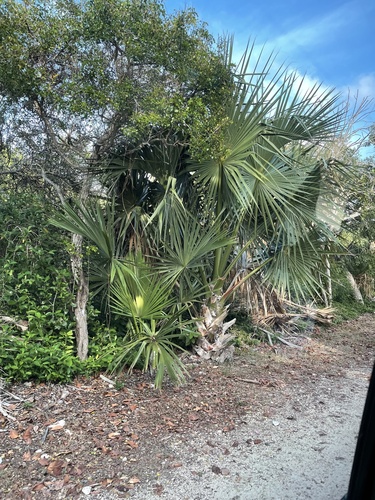 Thatch Palmetto