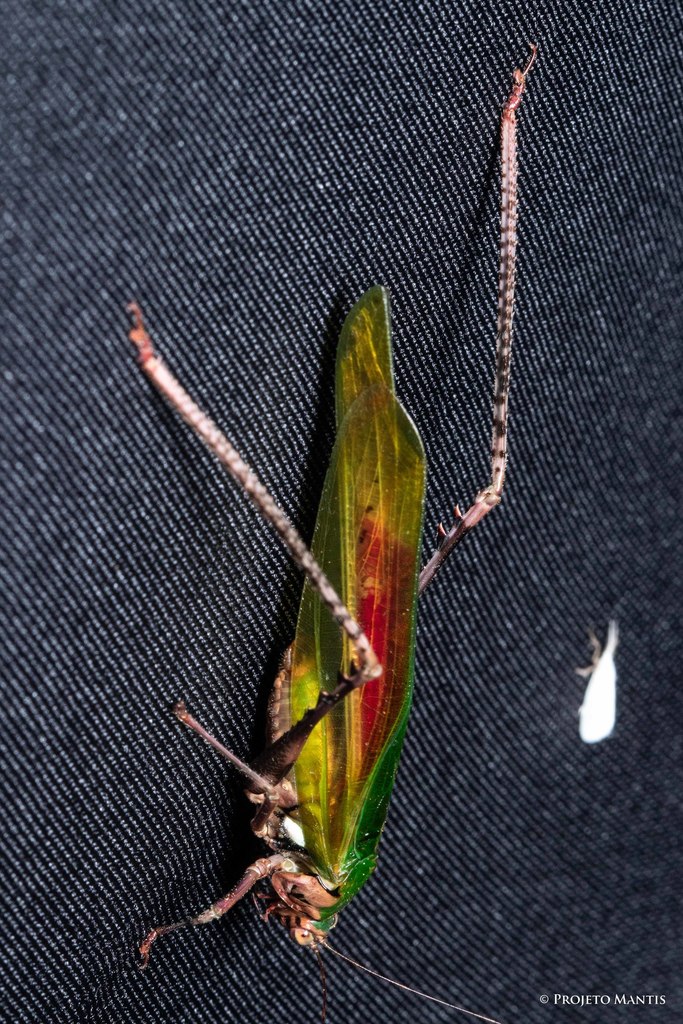 Velora Insect Vellea from Melgaço - PA, 68490-000, Brasil on October 30, 2021 at 11: ...