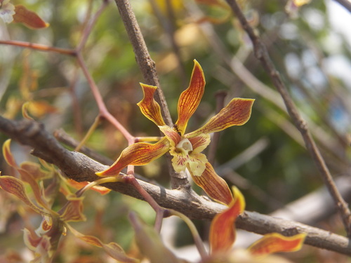 Encyclia meliosma