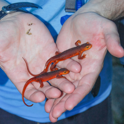 iNaturalist observation photo of Sierra Newt