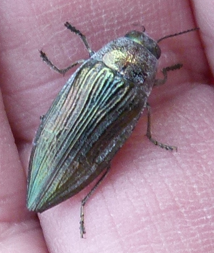 Buprestis subornata
