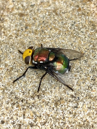 Amenia imperialis · iNaturalist