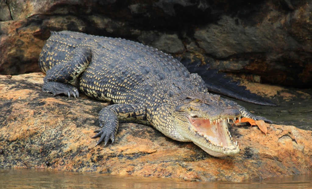Cocodrilo Poroso (Crocodylus porosus) · NaturaLista Mexico