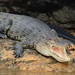 Crocodylus porosus - Photo (c) Timm von der Mehden, όλα τα δικαιώματα διατηρούνται, uploaded by Timm von der Mehden