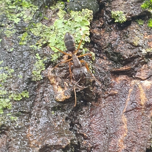 Camponotus sericatus