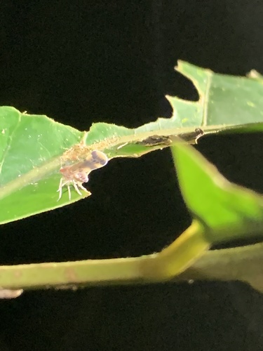 Achilixiidae image