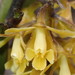 Epidendrum acrolithophilum - Photo (c) Rudy Gelis, todos los derechos reservados, subido por Rudy Gelis