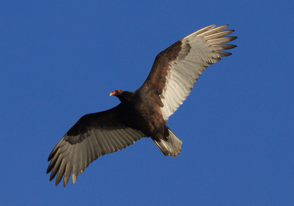 Turkey Vulture (More Mesa Bird Guide) · iNaturalist Mexico