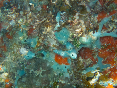 Haliclona vermeuleni