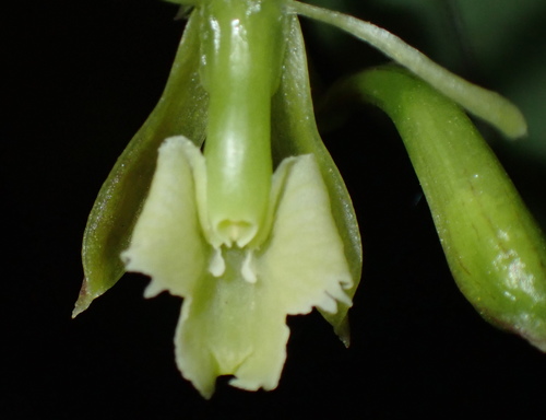 Freire's Epidendrum (Epidendrum freireanum)