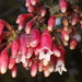 Macleania rupestris - Photo (c) Rudy Gelis, כל הזכויות שמורות, הועלה על ידי Rudy Gelis