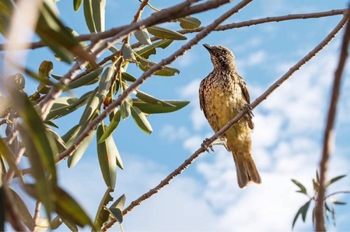 Western Bowerbird