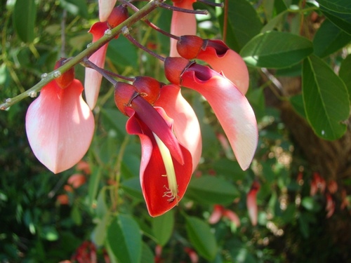 Colorín de Seda (Erythrina crista-galli) · Natusfera