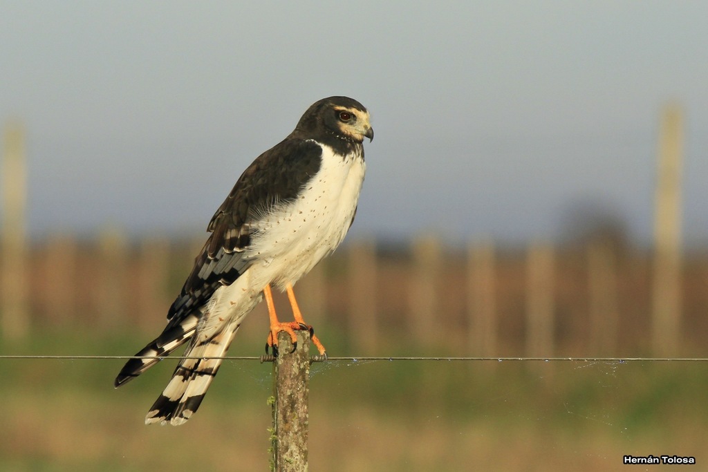 Long-winged Harrier (Circus buffoni) photo