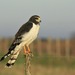Long-winged Harrier - Photo (c) Hernán Tolosa, all rights reserved, uploaded by Hernán Tolosa