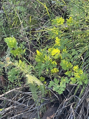 California Lomatium foliage