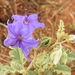 Sierra Madre Nightshade - Photo (c) Daniel, all rights reserved, uploaded by Daniel