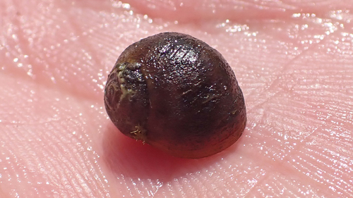 Mainstream River Snail