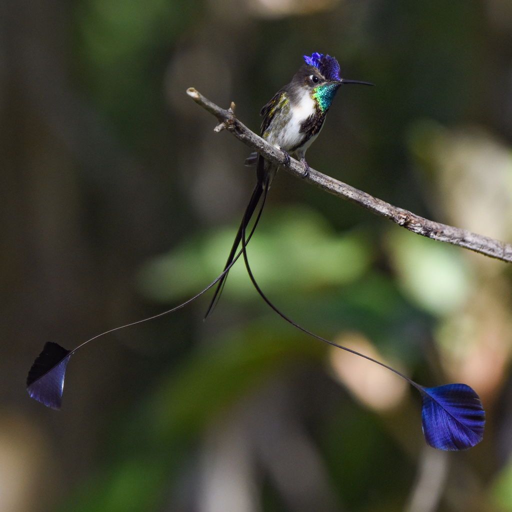 Marvelous Spatuletail photo