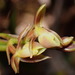 Epidendrum montispichinchense - Photo (c) Rudy Gelis, todos los derechos reservados, subido por Rudy Gelis