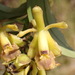 Epidendrum kabirii - Photo (c) Rudy Gelis, todos los derechos reservados, subido por Rudy Gelis