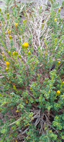 Senecio oreophyton · iNaturalist