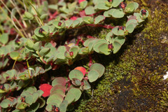 Euphorbia melanocarpa image